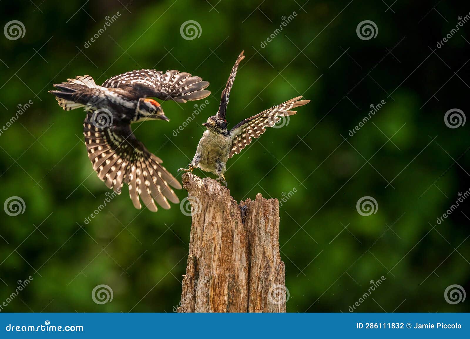 Downy Woodpeckers Displaying Aggression in Flight Stock Photo - Image
