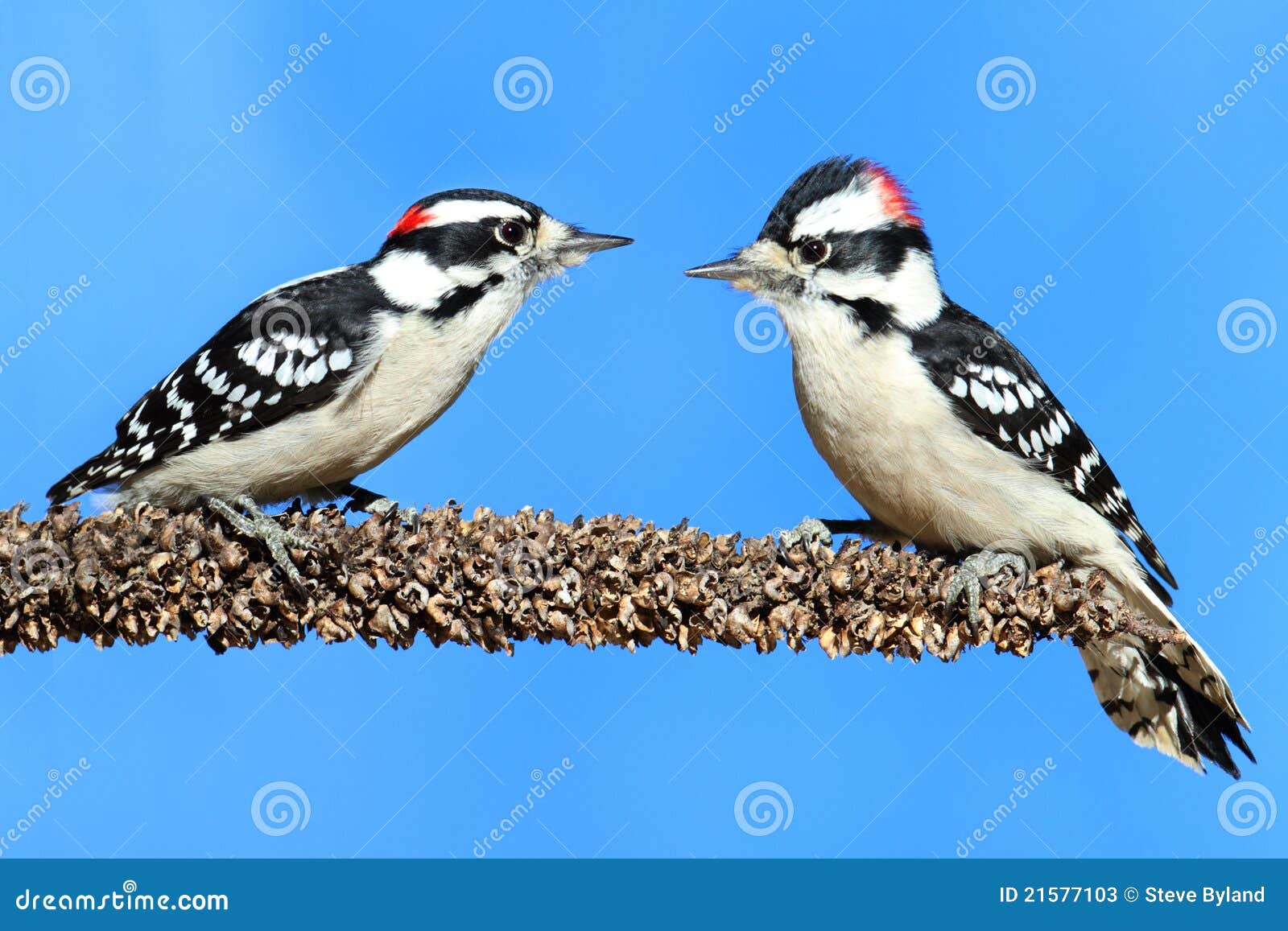 Downy Woodpeckers Stock Photography | CartoonDealer.com #41138540