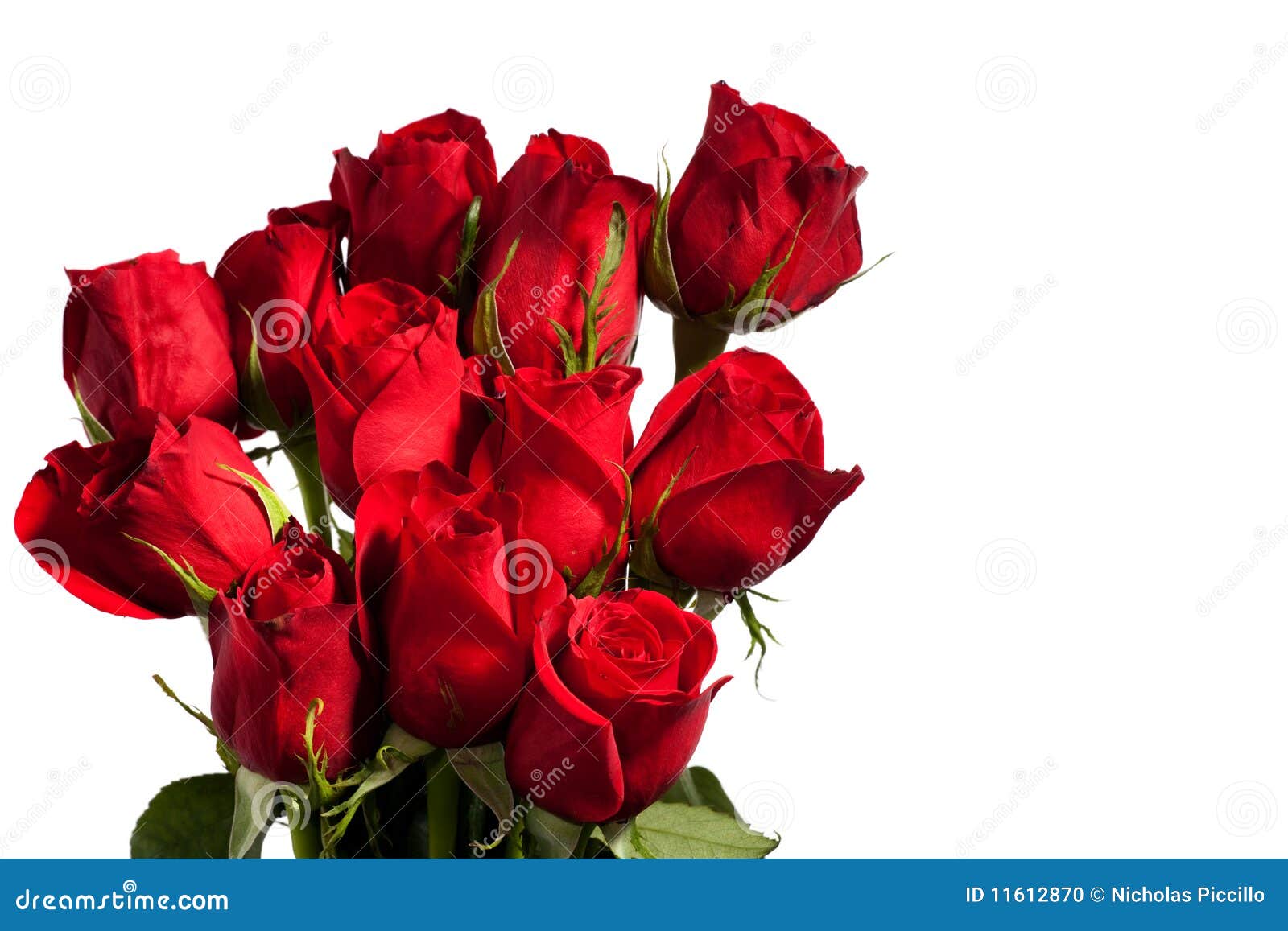 Dozen Red Roses stock photo. Image of nature, beauty - 11612870
