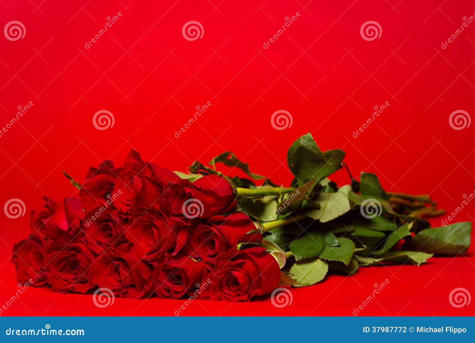 dozen red roses on a red background