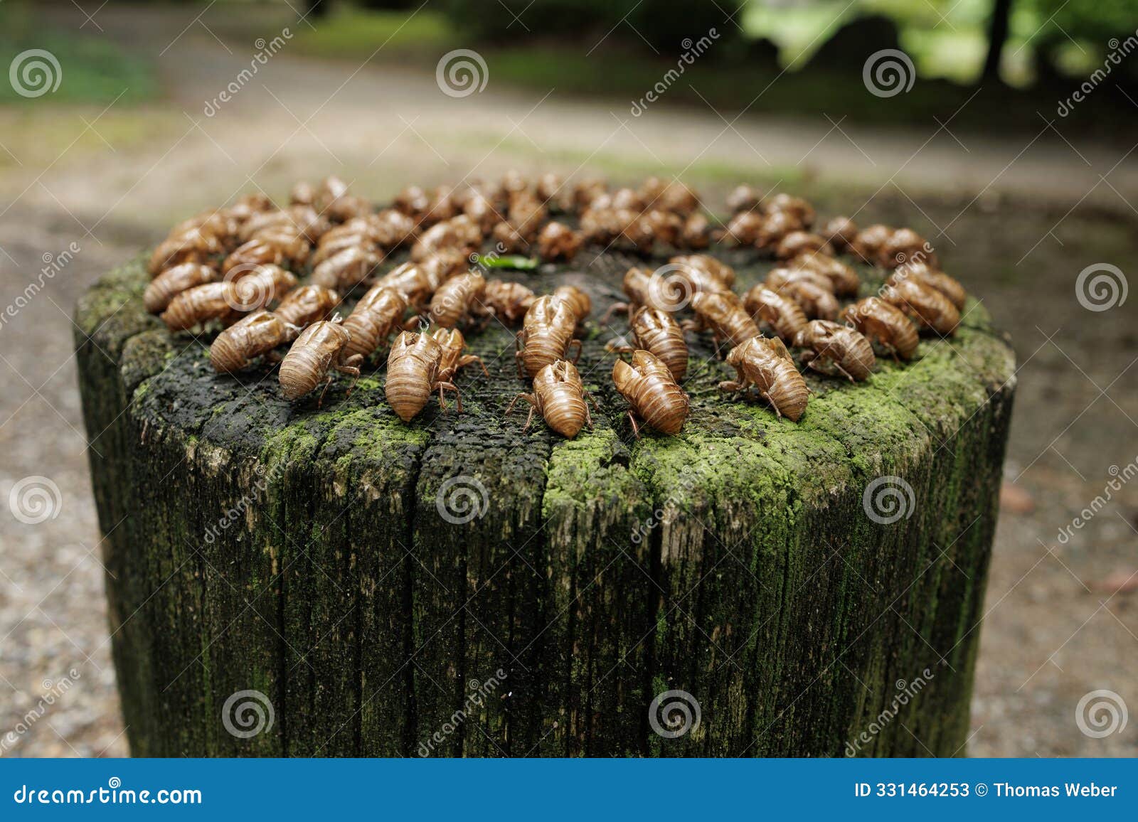 ring of cicada exoskeletons