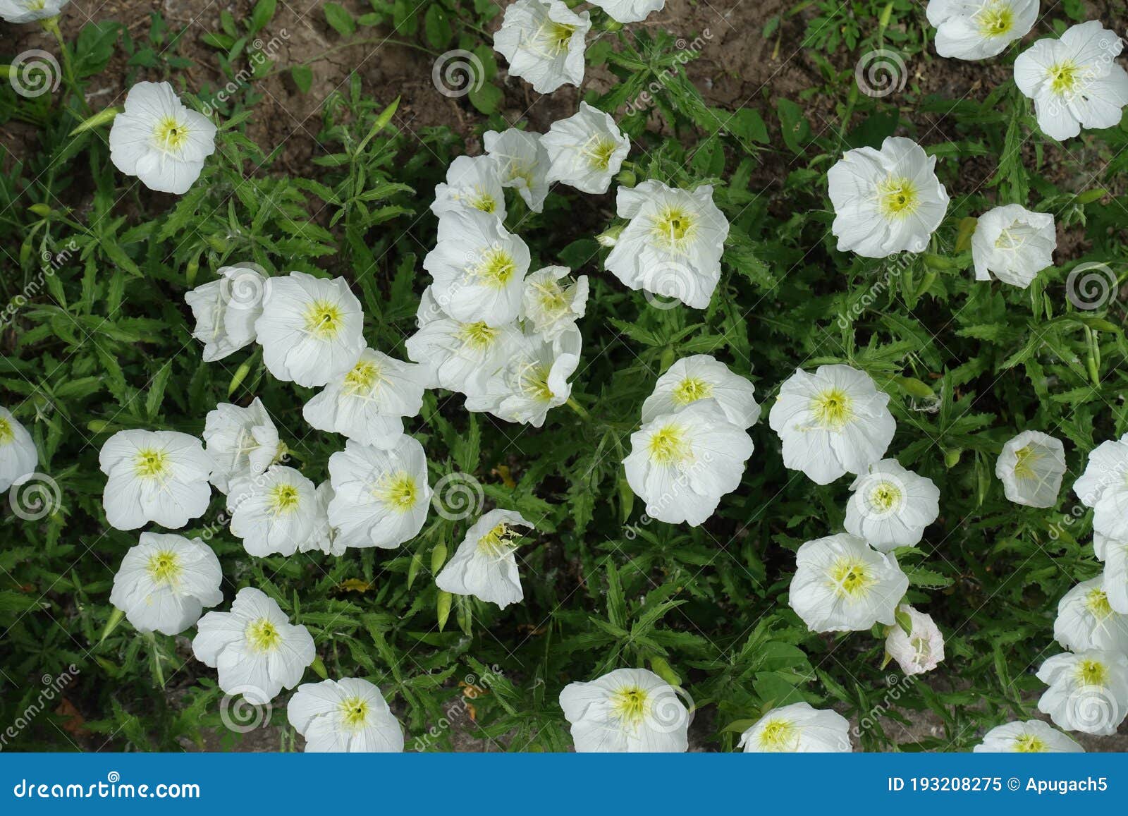 dozens of white flower of oenothera speciosa