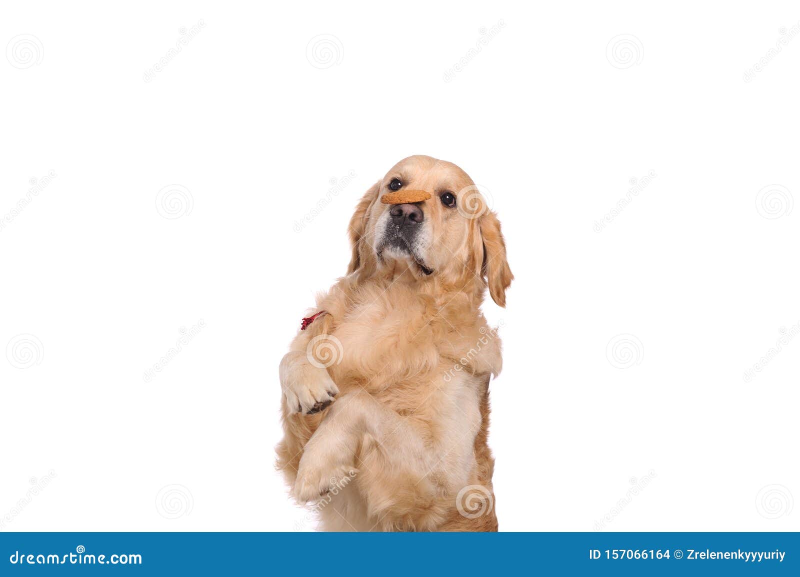 Drole Chien De Reperage Du Labrador Dore Regardant Le Gateau Photo Stock Image Du Studio Jeune Drole Chien De Reperage Du Labrador Dore Regardant Le Gateau Photo Stock Image Du Studio Jeune