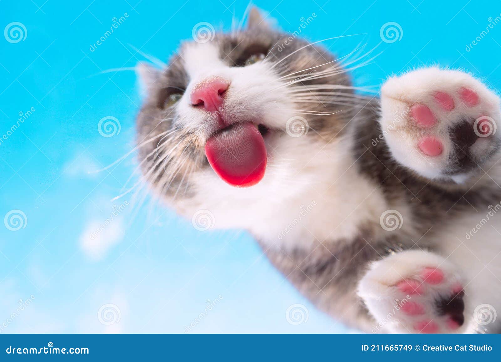 Drole De Chat Avec Le Nez Rose Lecher Verre Invisible Sur Un Fond Bleu Ciel Image Stock Image Du Humeur Patte