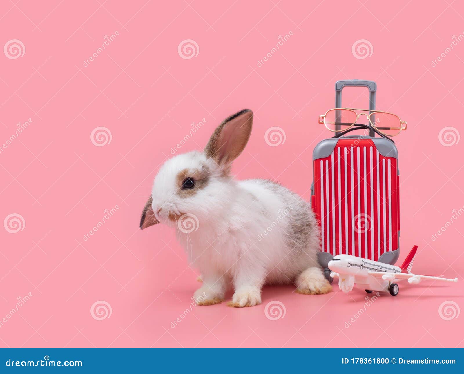 Voyager en avion avec un lapin