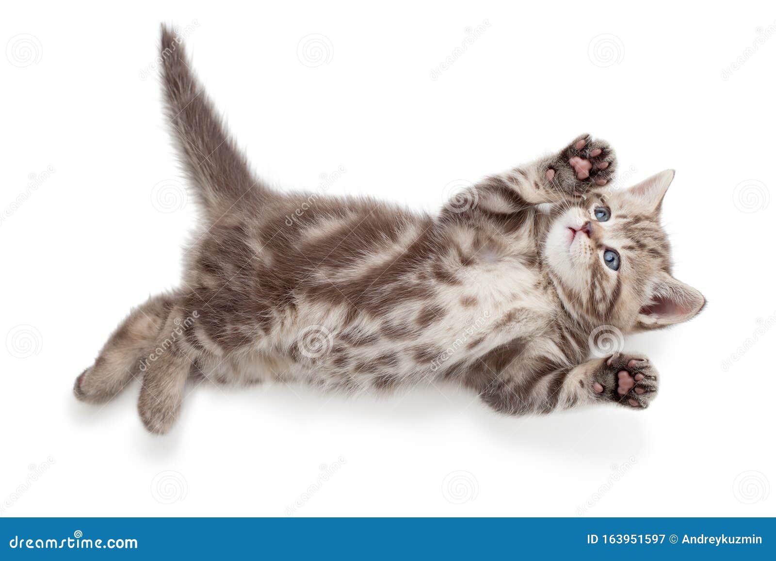 4 027 Vue De Dos De Chat Photos Libres De Droits Et Gratuites De Dreamstime