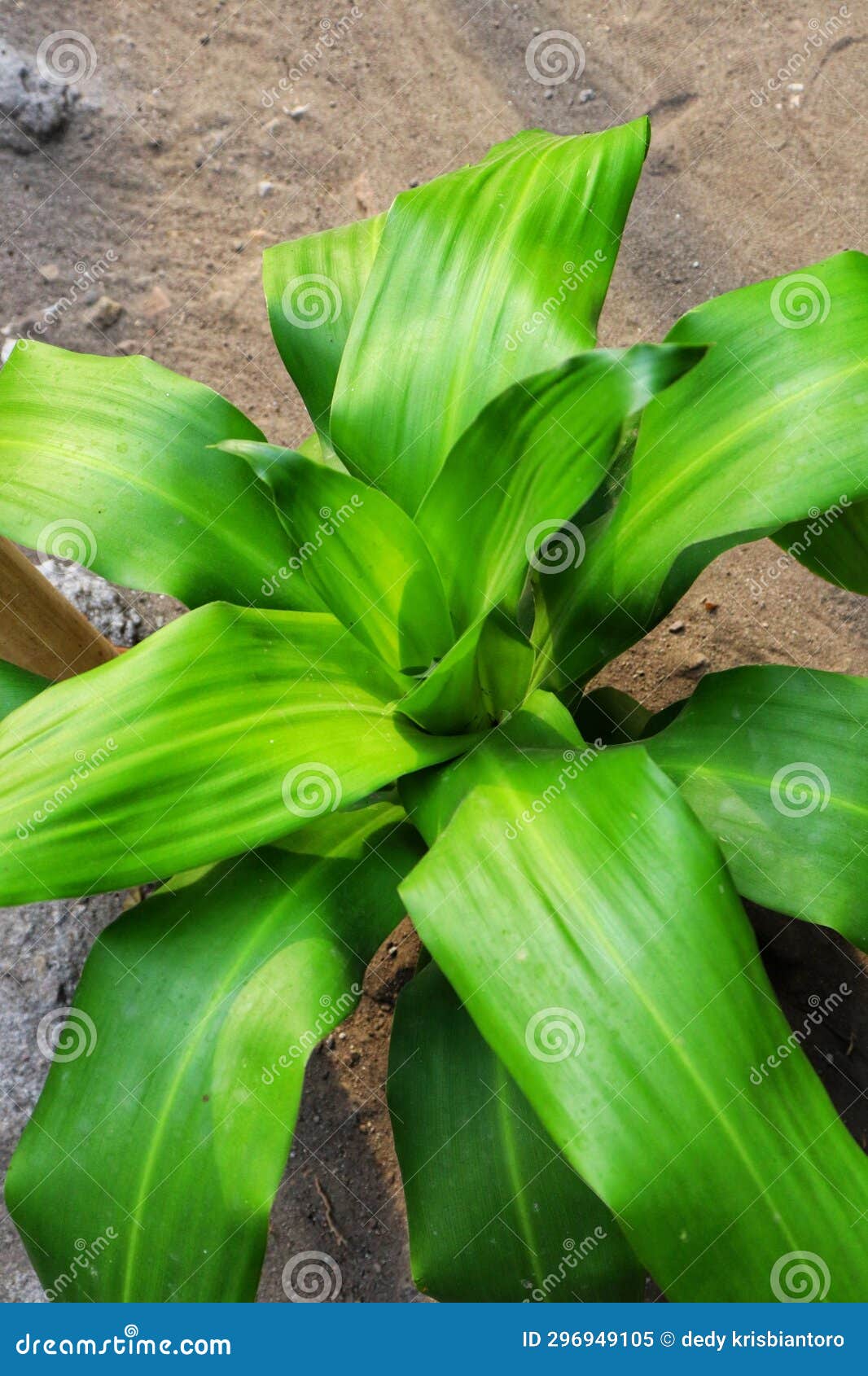 dracaena fragrans is a shrub that has shiny, crown-d leaves.