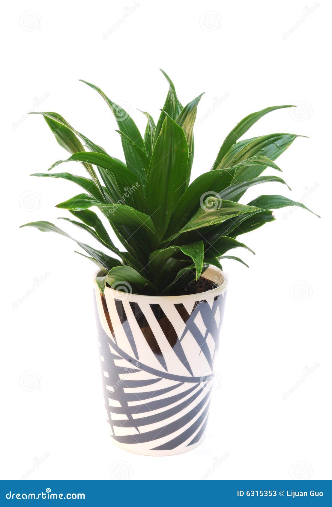 Dracaena Plant In Pot Isolated On White Stock Image Image of potted