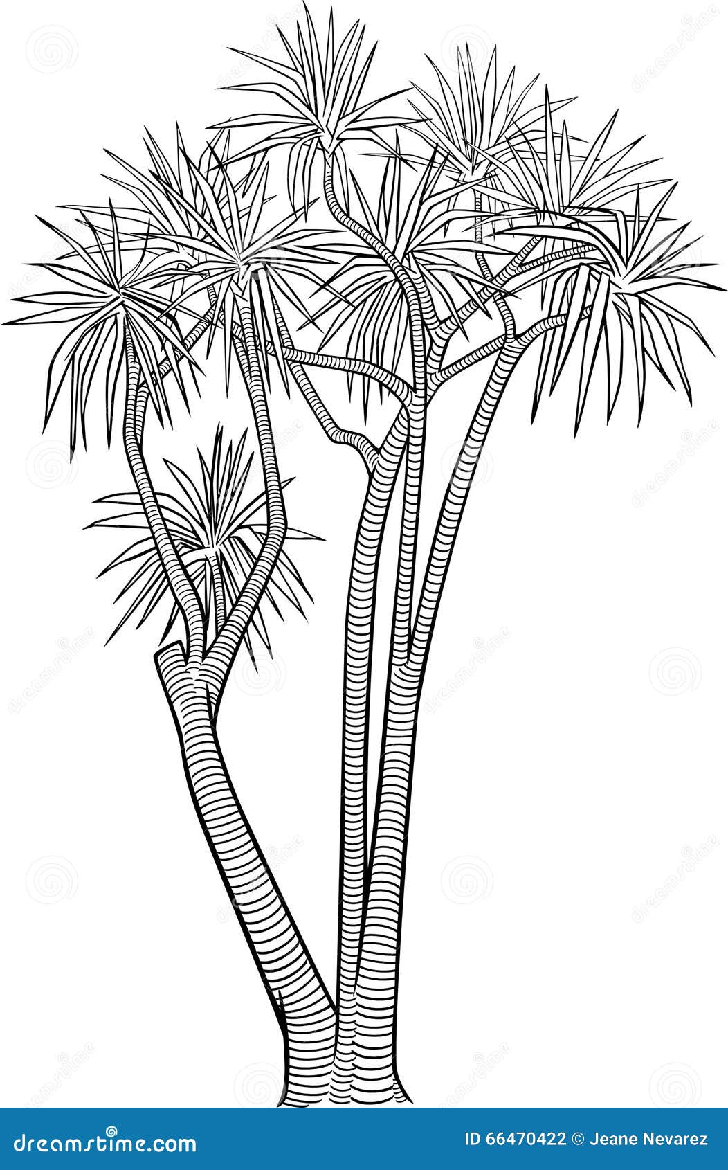 Line Drawing Palm Tree : Dracanea palm tree stock vector illustration of tall