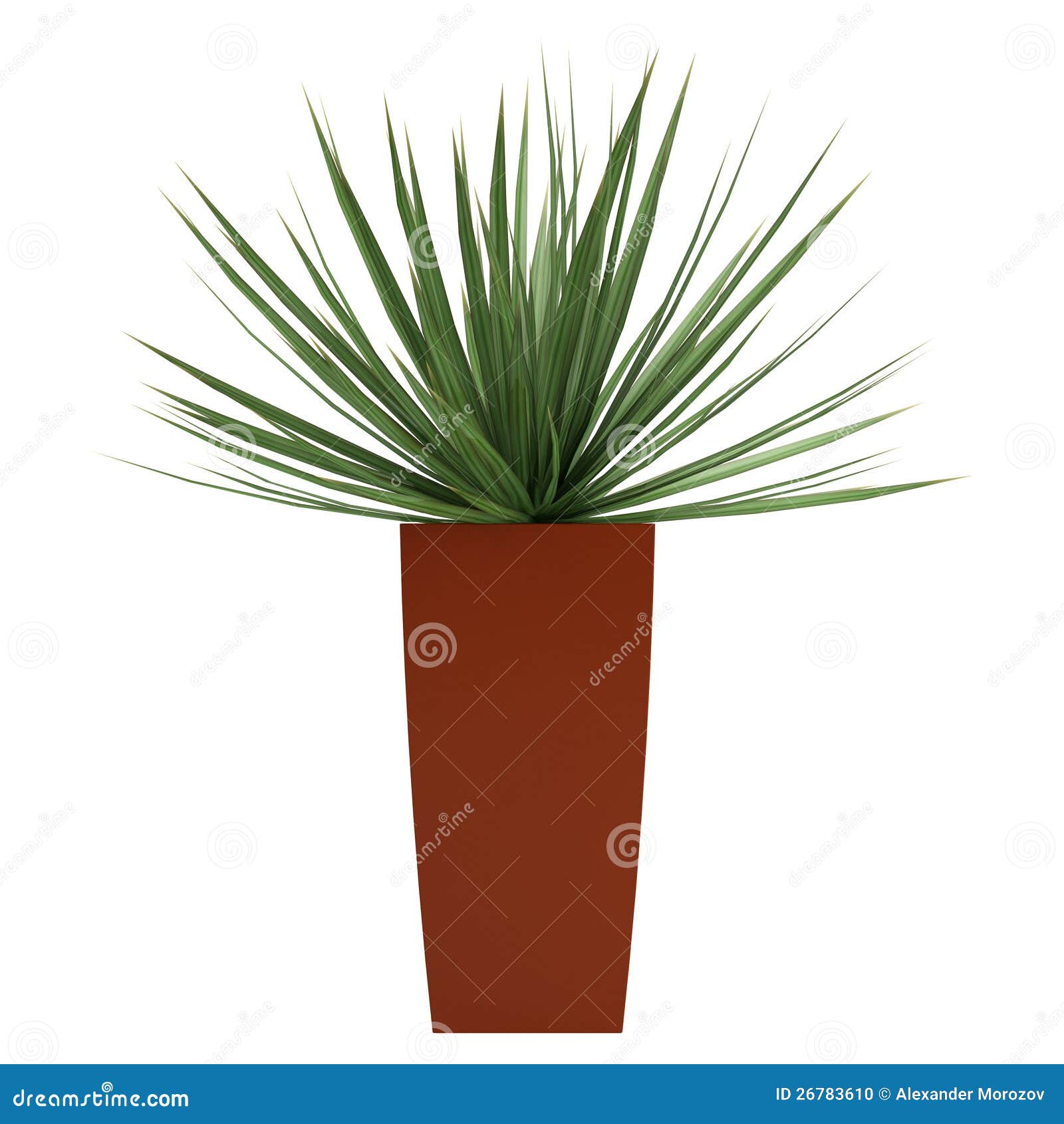 Dracena: The Houseplant That Might Be Exposing You to a Silent Lethal Threat