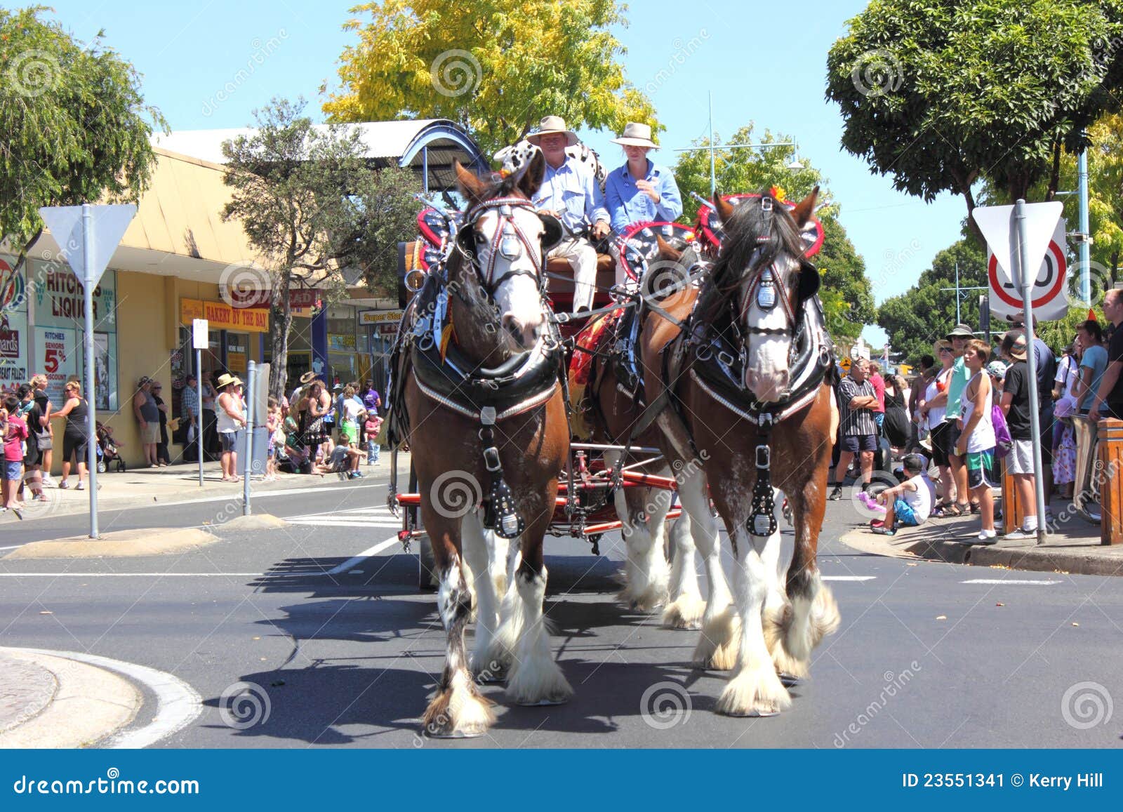 Draft Horses Wearing Their Work Yoke And Harness Editorial Image