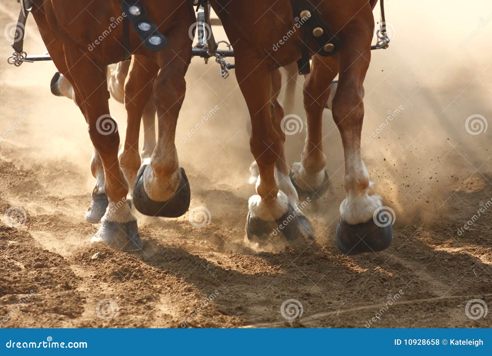 Draft Horses Pulling a Wagon Stock Photo Image of multiple, harnessed