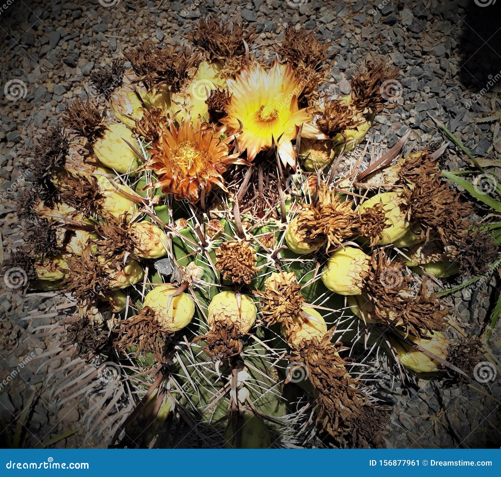 Dragão-flores-cacto Do Chile Imagem de Stock - Imagem de chileno, flor:  156877961