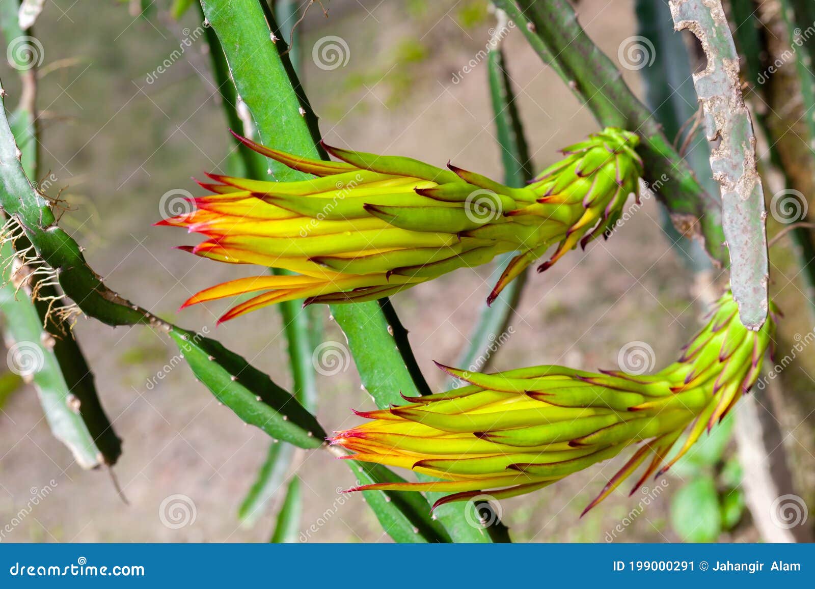 Dragão-hylocereus Undatus Floresce. Esta Flor Do Tipo Cacto Florescendo à  Noite E Se Curvando Durante O Dia Imagem de Stock - Imagem de noite,  isolado: 199000291