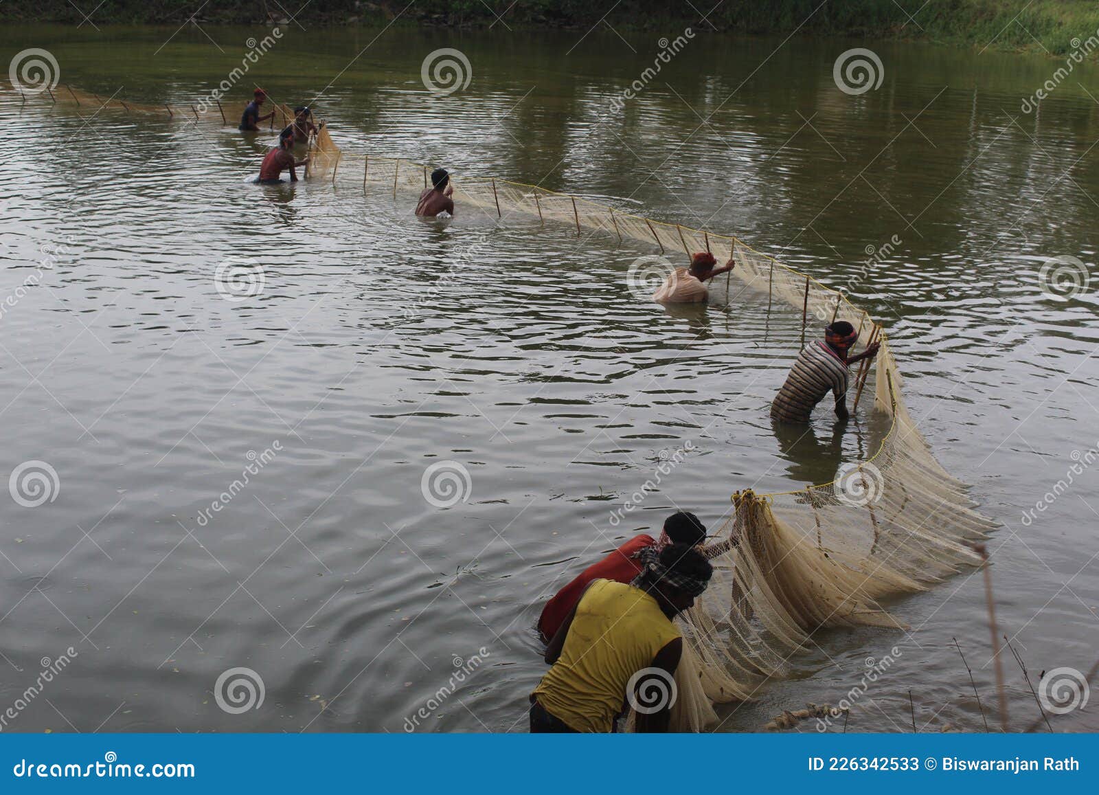 Drag Net Fishing in Asia Fishing in Pond Water Editorial Stock Photo -  Image of holding, freshwater: 226342533