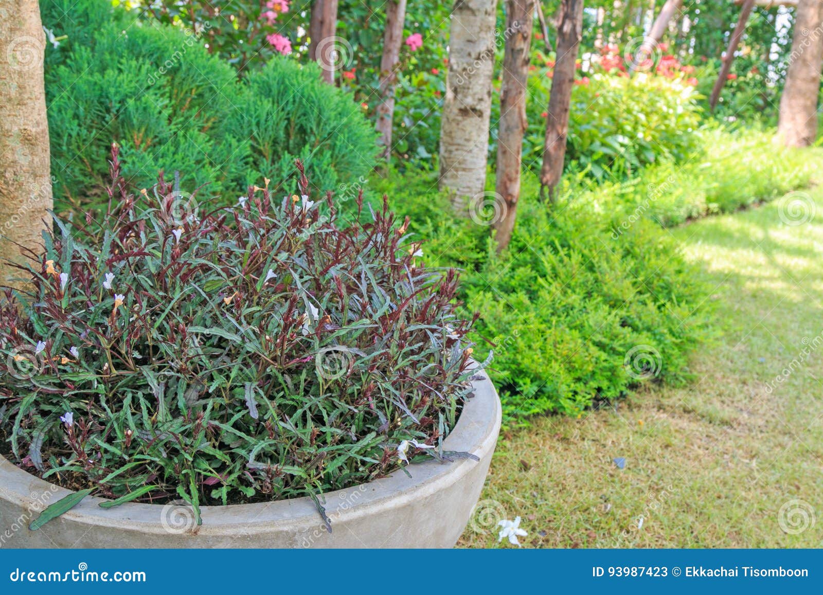 Dragon S Breath Dragon S Tongue Narrow Leaf Hemigraphisgarden In A Pot On Grass Stock Image Image Of Gardenning Silver