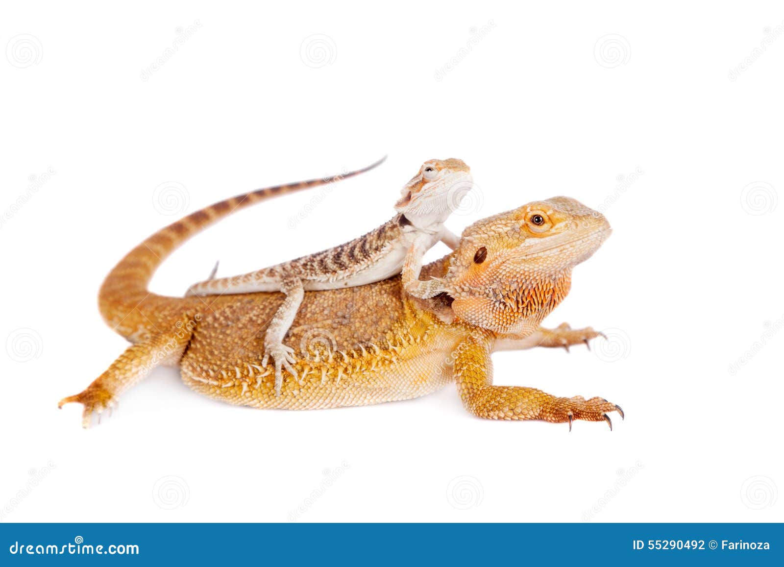 Dragon Barbu Rouge Avec Le Bebe Sur Elle De Retour Photo Stock Image Du Isolement Jeune Dragon Barbu Rouge Avec Le Bebe Sur Elle De Retour Photo Stock Image Du Isolement Jeune