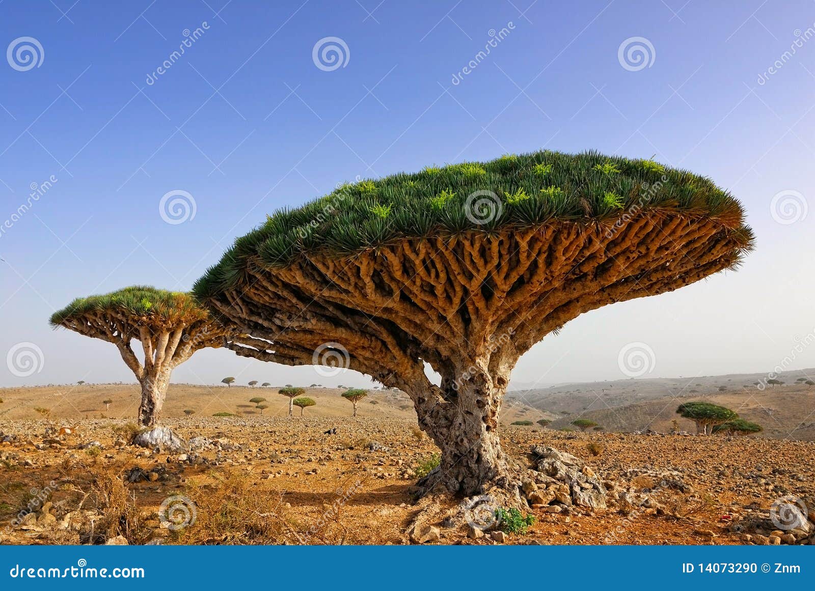 949 Dragon Blood Tree Photos Free Royalty Free Stock Photos From Dreamstime 949 Dragon Blood Tree Photos Free Royalty Free Stock Photos From Dreamstime