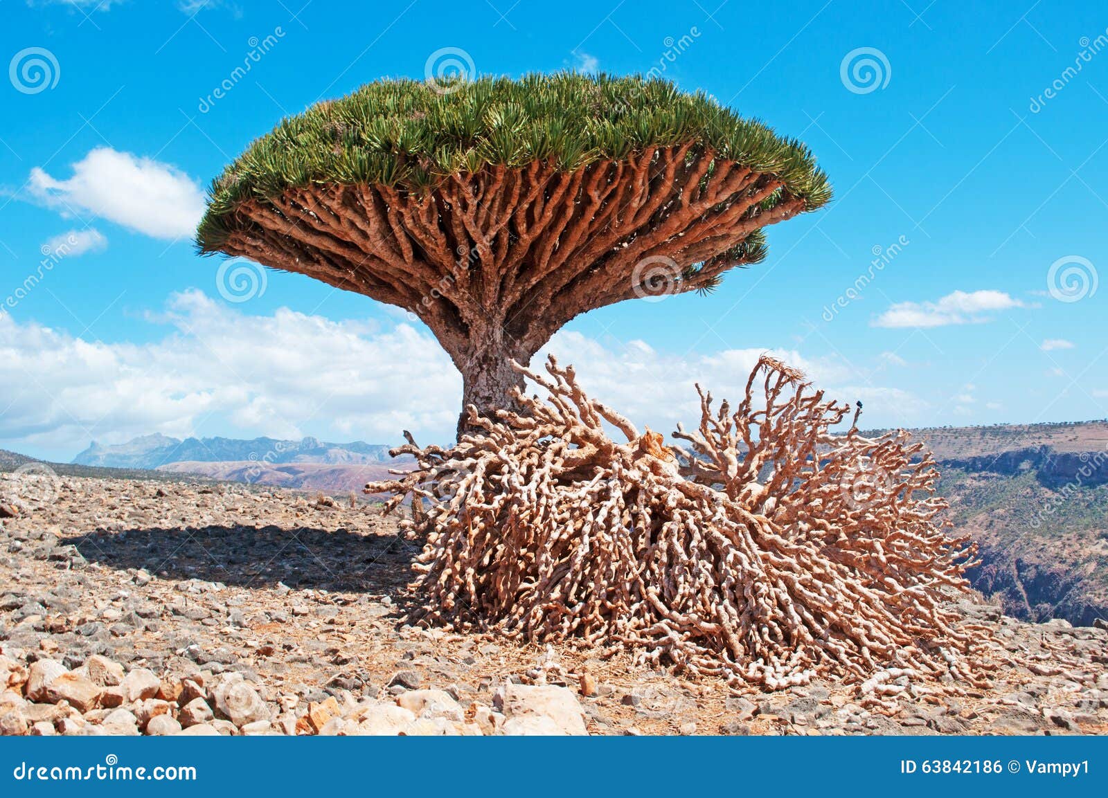 A Dragon Blood Tree And Dead Branches Red Rocks And Canyon In Shibham Dixam Plateau Socotra Island Yemen Stock Photo Megapixl