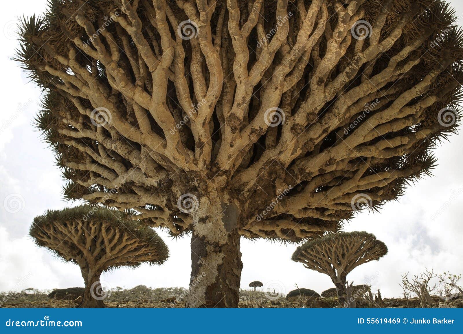 dragon blood tree forrest, dracaena cinnabari, socotra dragon tree, threatened species