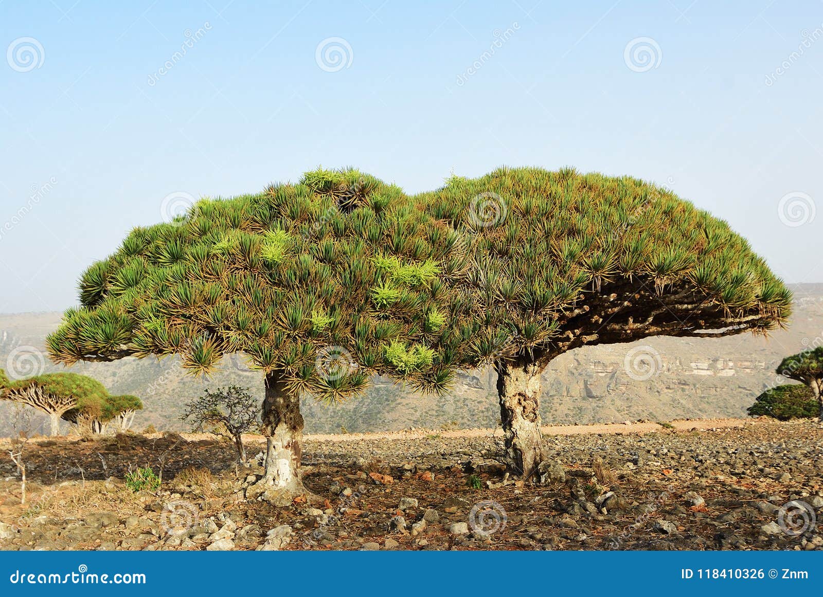 dragon blood trees, socotra, yemen