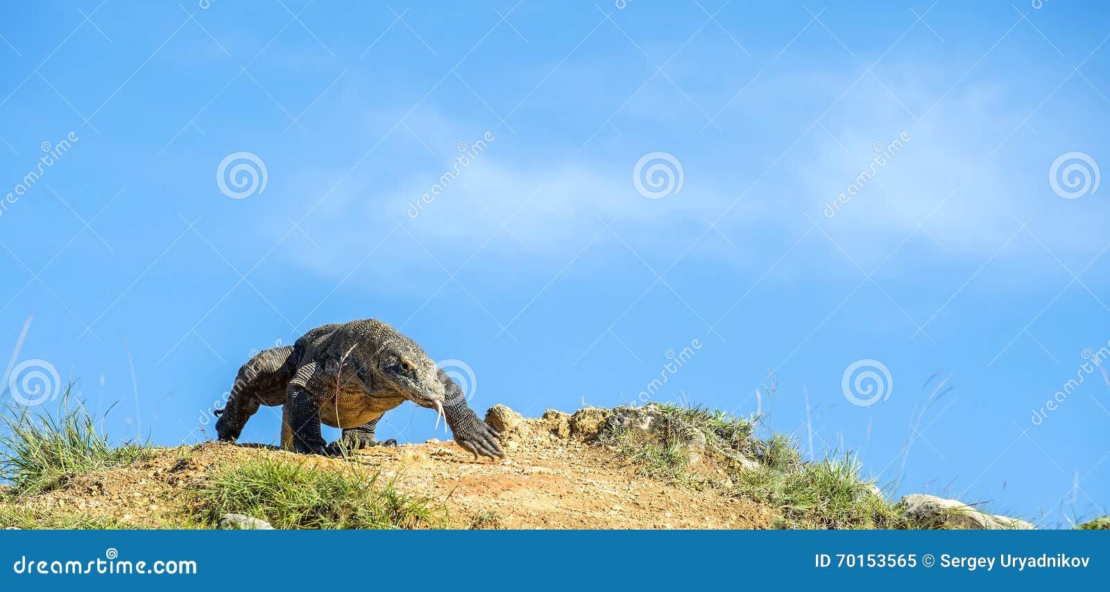 the dragon comes on the blue sky background. komodo dragon on island rinca.the komodo dragon, varanus komodoensis