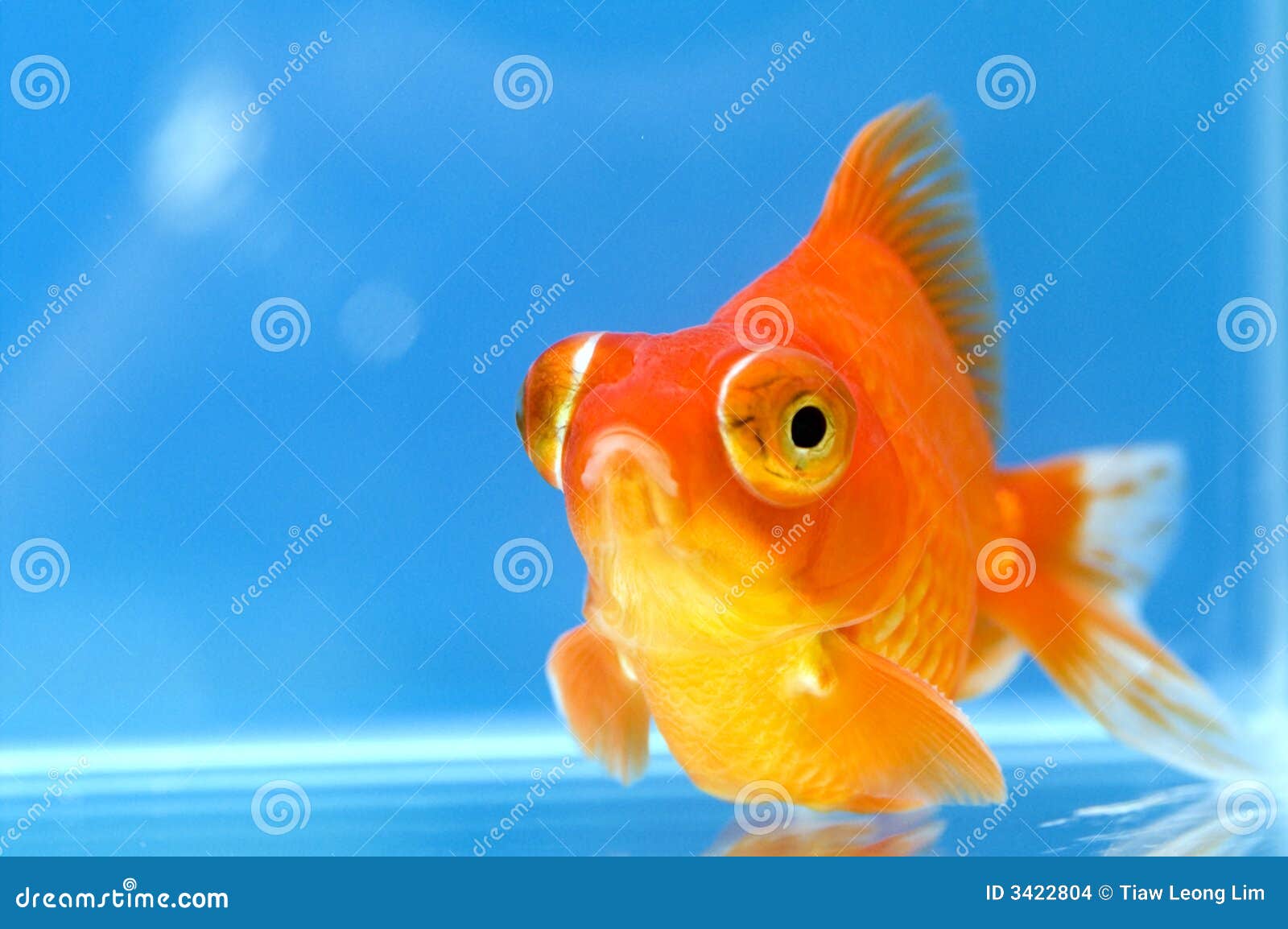Dragon Eye Goldfish With Blue Stock Images Image 3422804