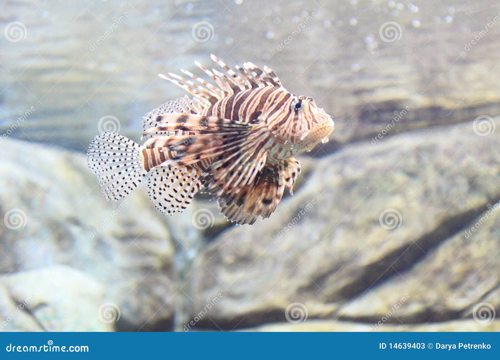 Dragon Fish in the Aquarium Stock Image Image of marine, nature 14639403