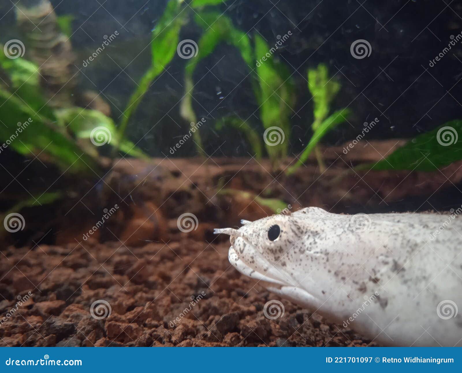 Dragon fish in aquarium stock image. Image of aquarium 221701097