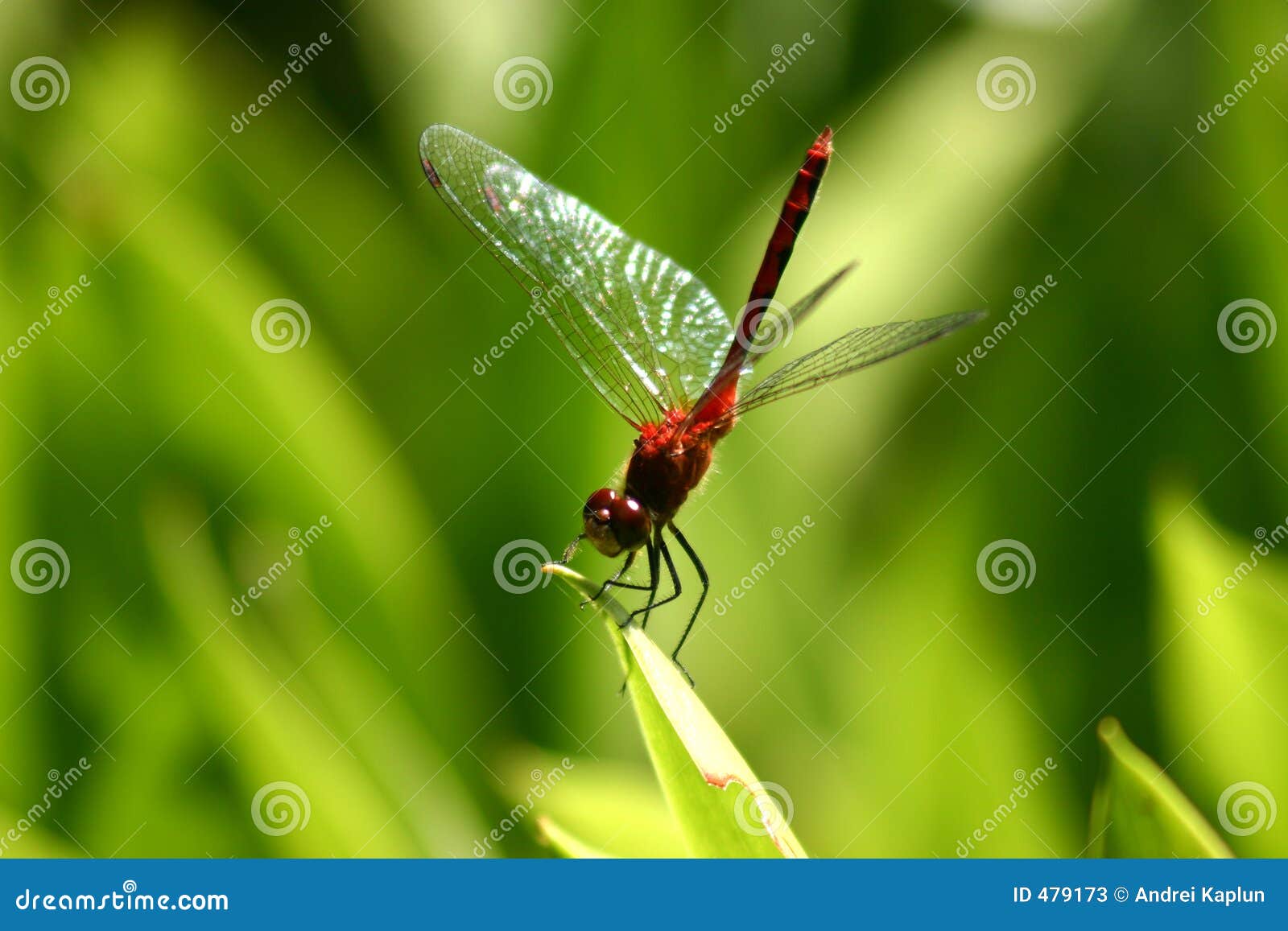 dragon-fly