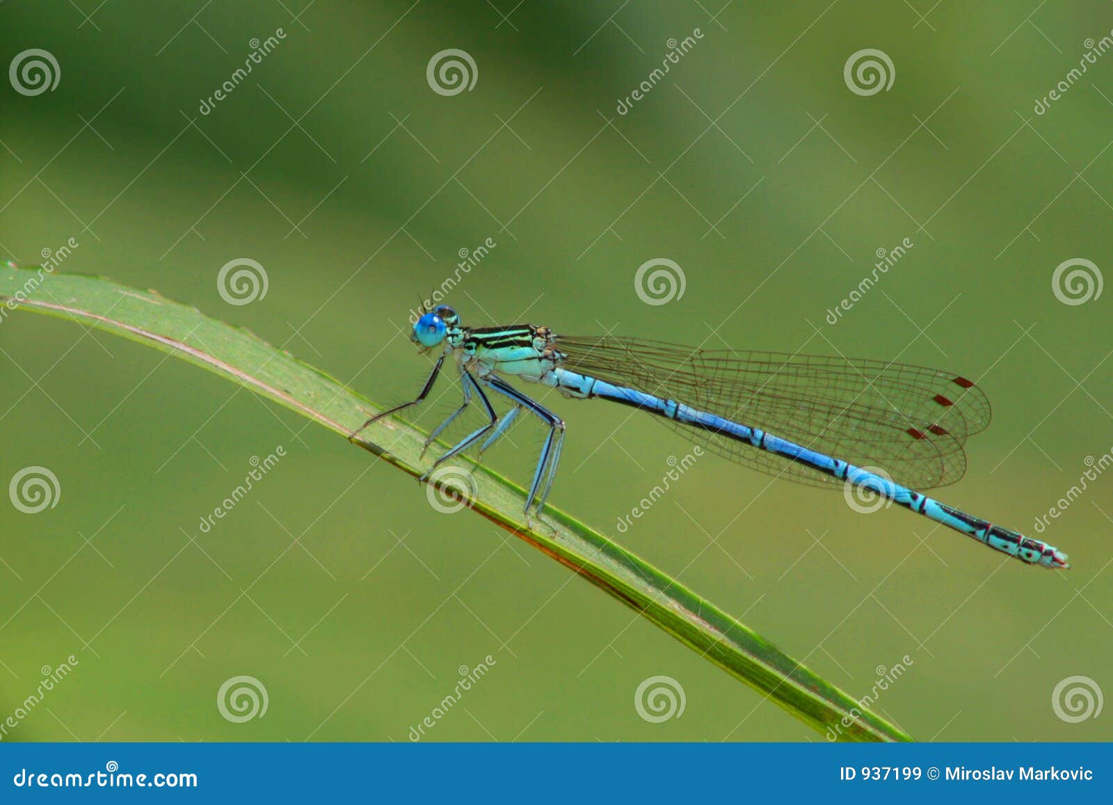 dragon fly