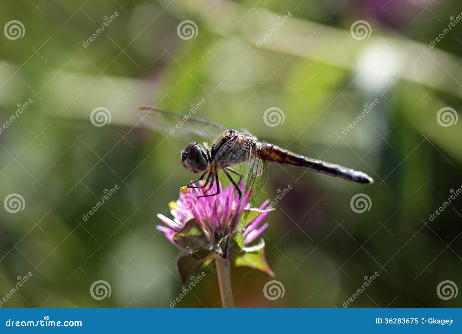 Dragon Fly Flower. Drachefliege auf Mariendistel