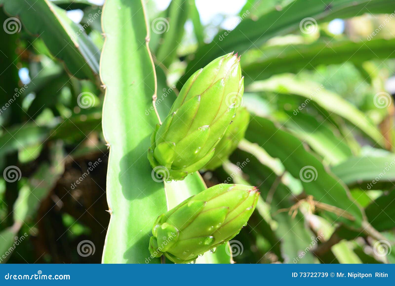 Dragon Fruit stock afbeelding. Image of nave, landbouw 73722739