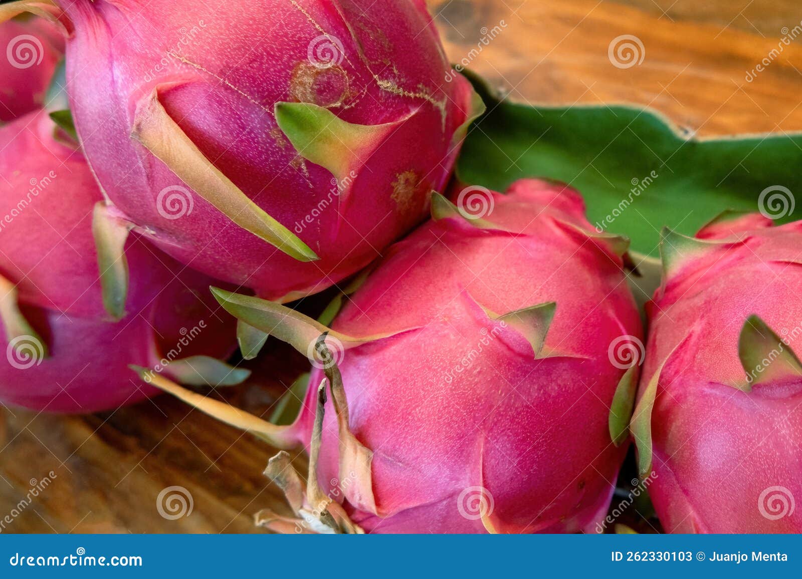 Dragon Fruit in Agricultural Farm in Mexico Stock Image Image of pink