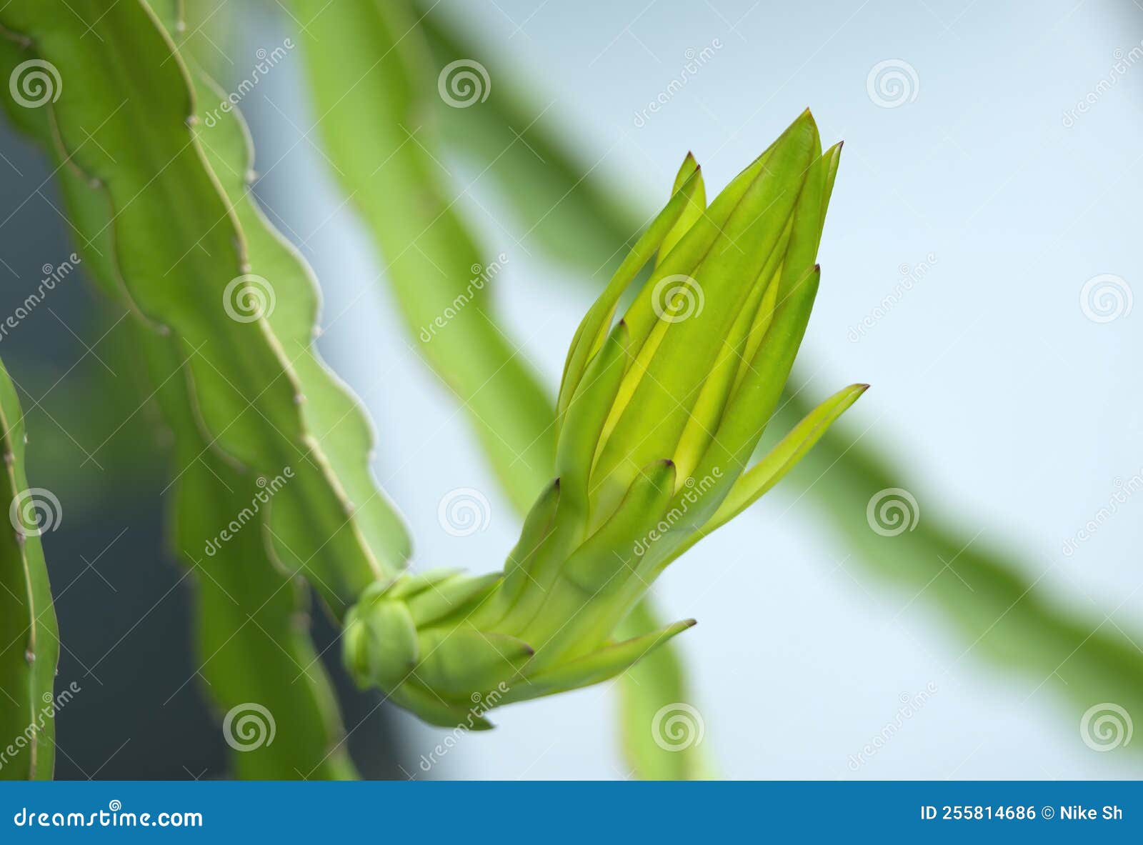 Dragon fruit bud stock photo. Image of summer, tropical 255814686