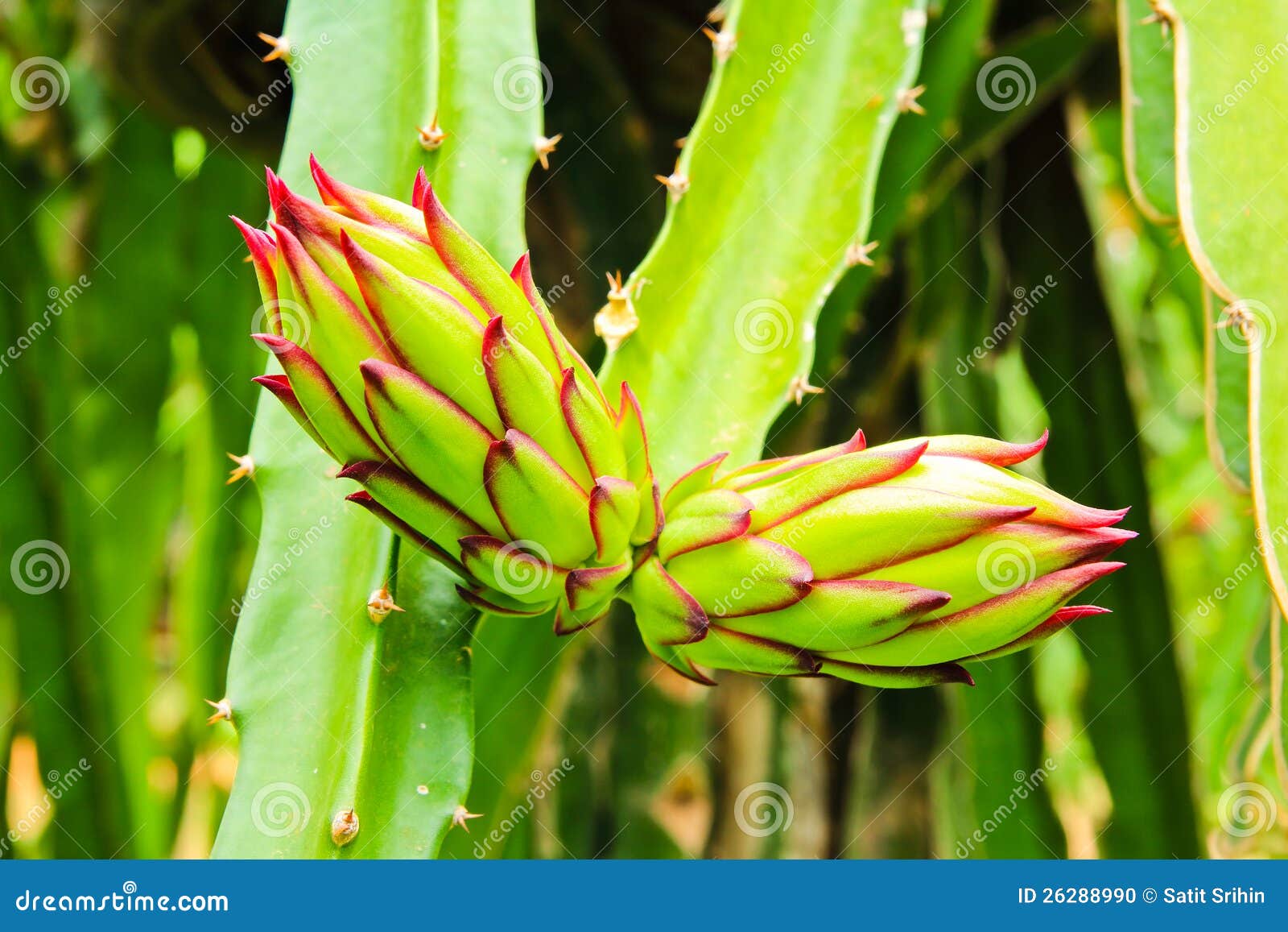 Dragon fruit bud on a tree stock photo. Image of growth 26288990