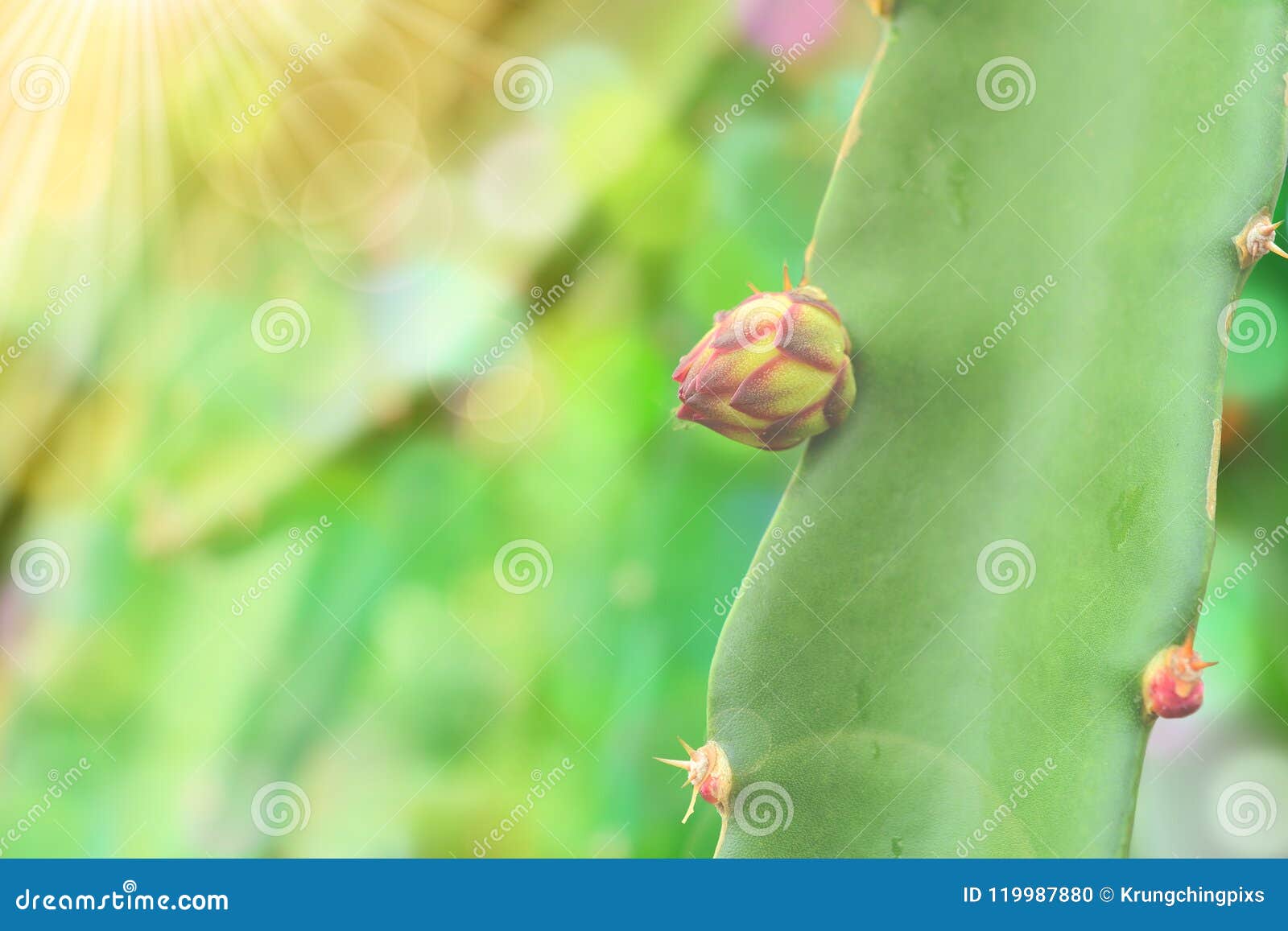 Dragon fruit flower bud. stock photo. Image of closeup 119987880