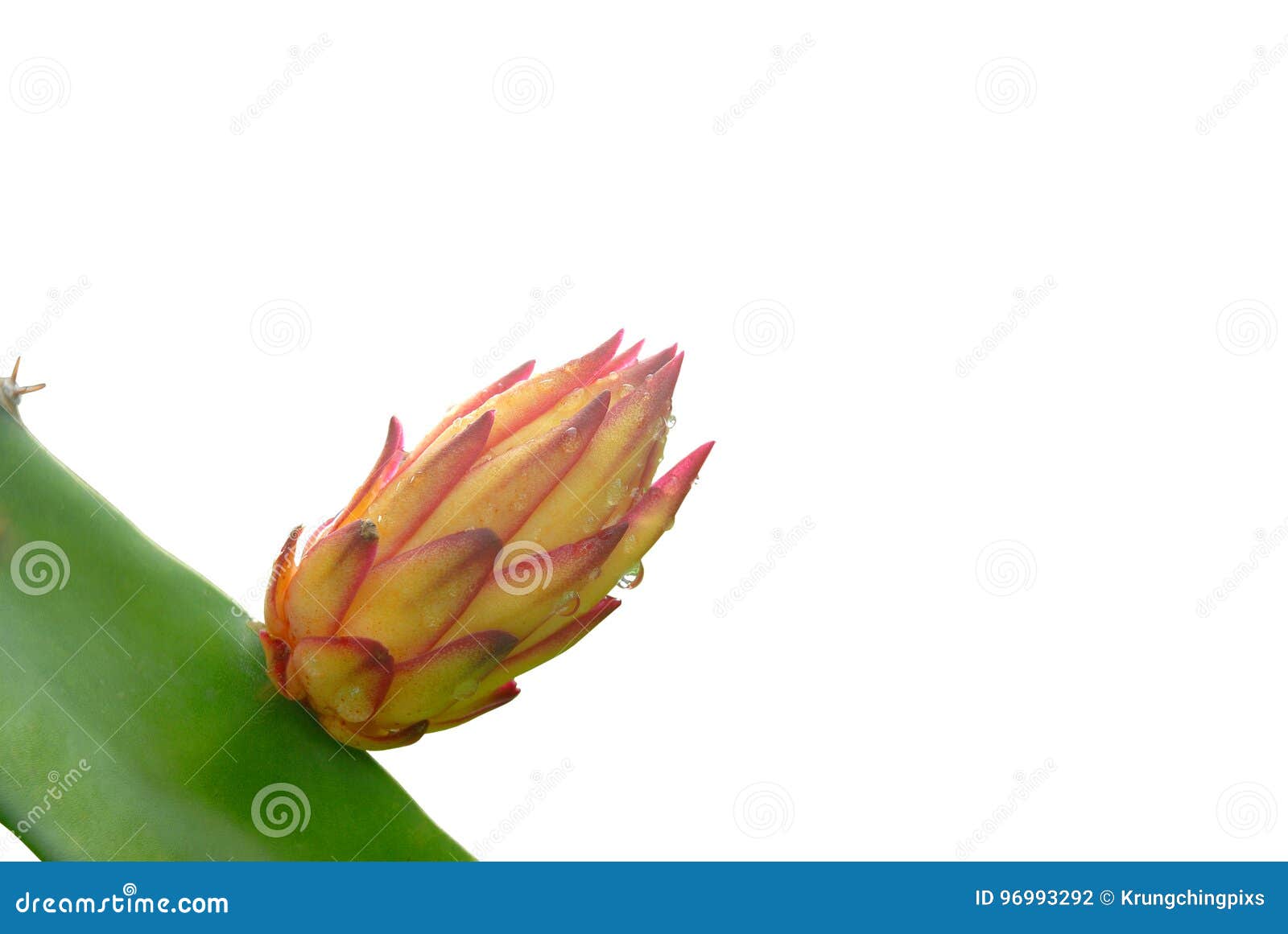 Dragon Fruit Flower Bud with Water Drops. Stock Photo Image of fresh, plant 96993292