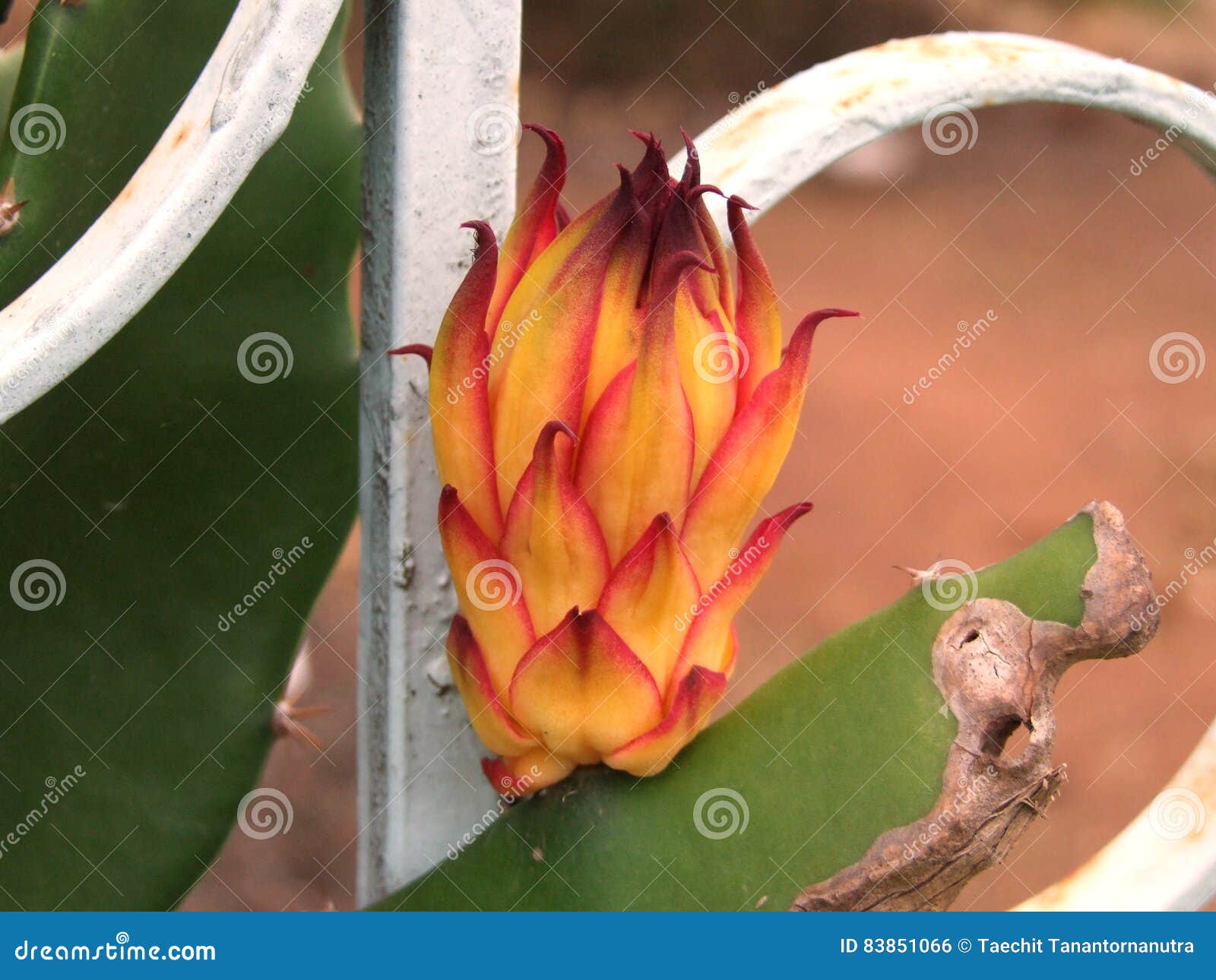 Dragon Fruit flower stock photo. Image of plantation - 83851066