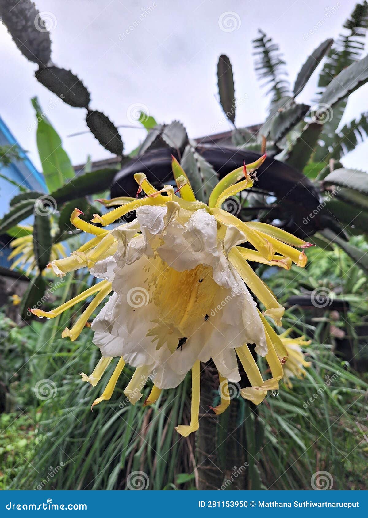 Red dragon fruit flower stock photo. Image of fruit - 281153950