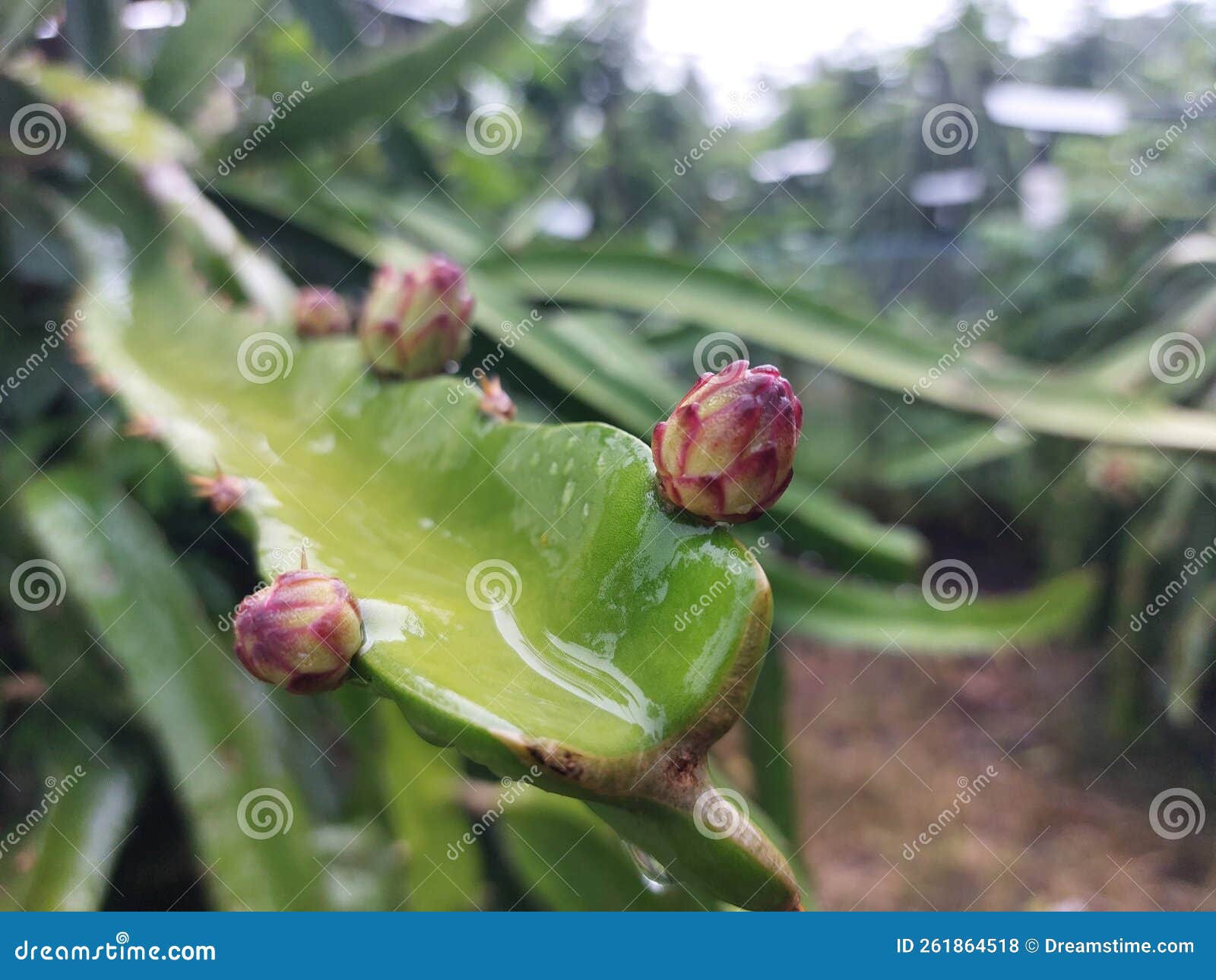 Dragon fruit flower red stock photo. Image of leaf, green - 261864518