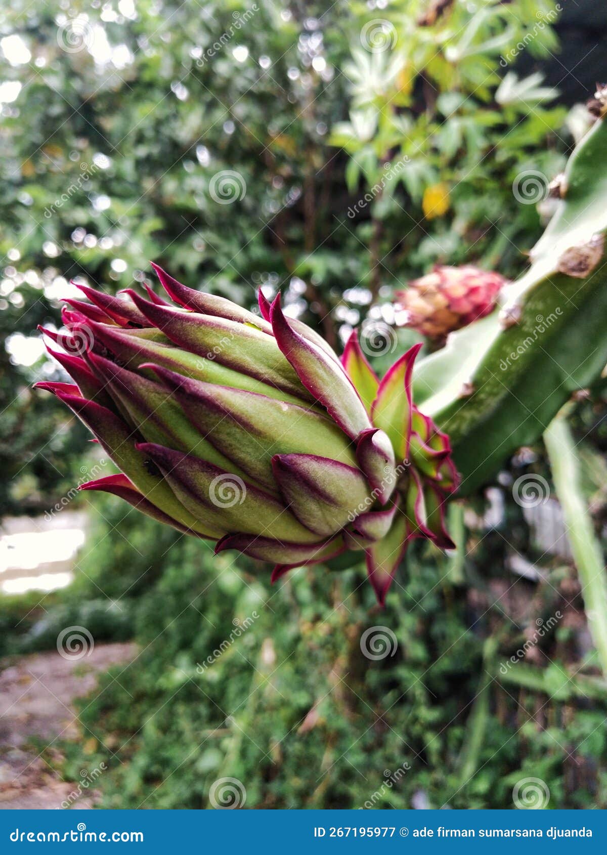 A Dragon Fruit Flowers stock image. Image of plant, flowers 267195977