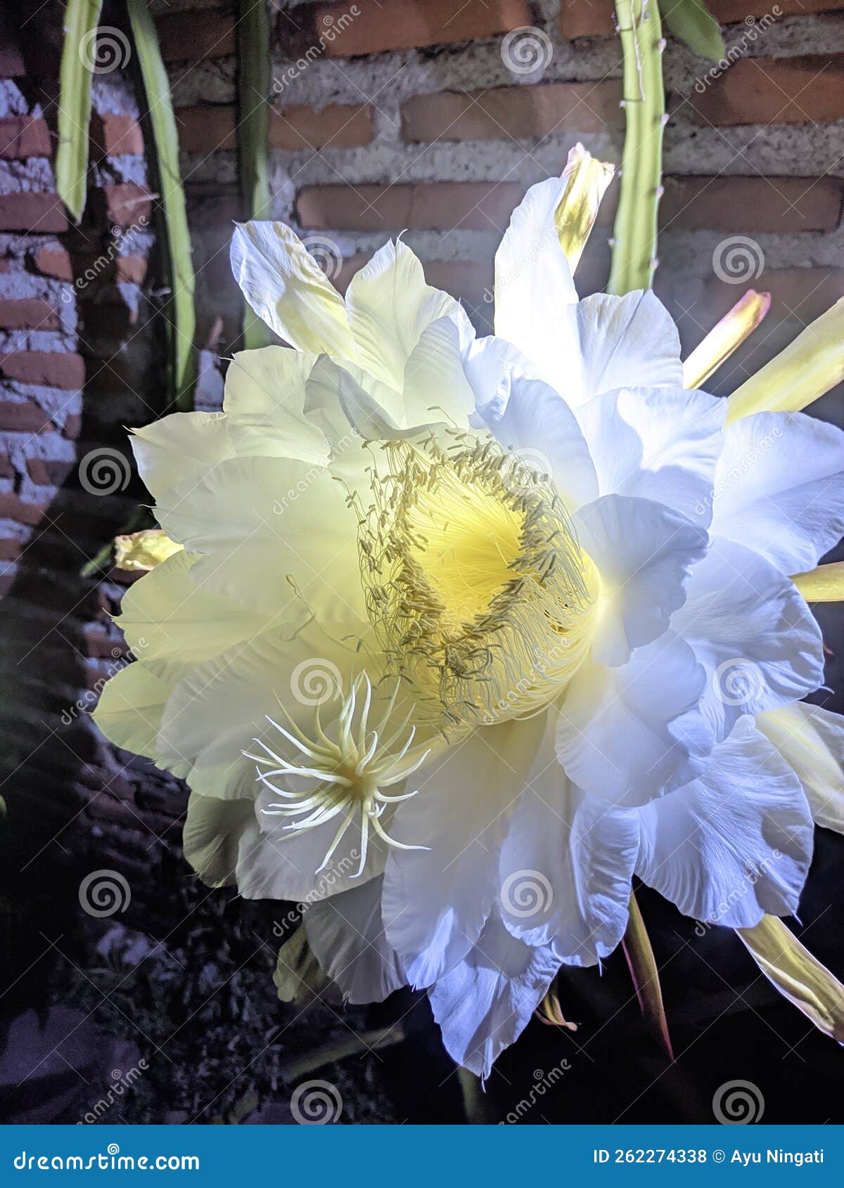 Dragon Fruit Flowers when they Bloom at Night are Very Beautiful Stock