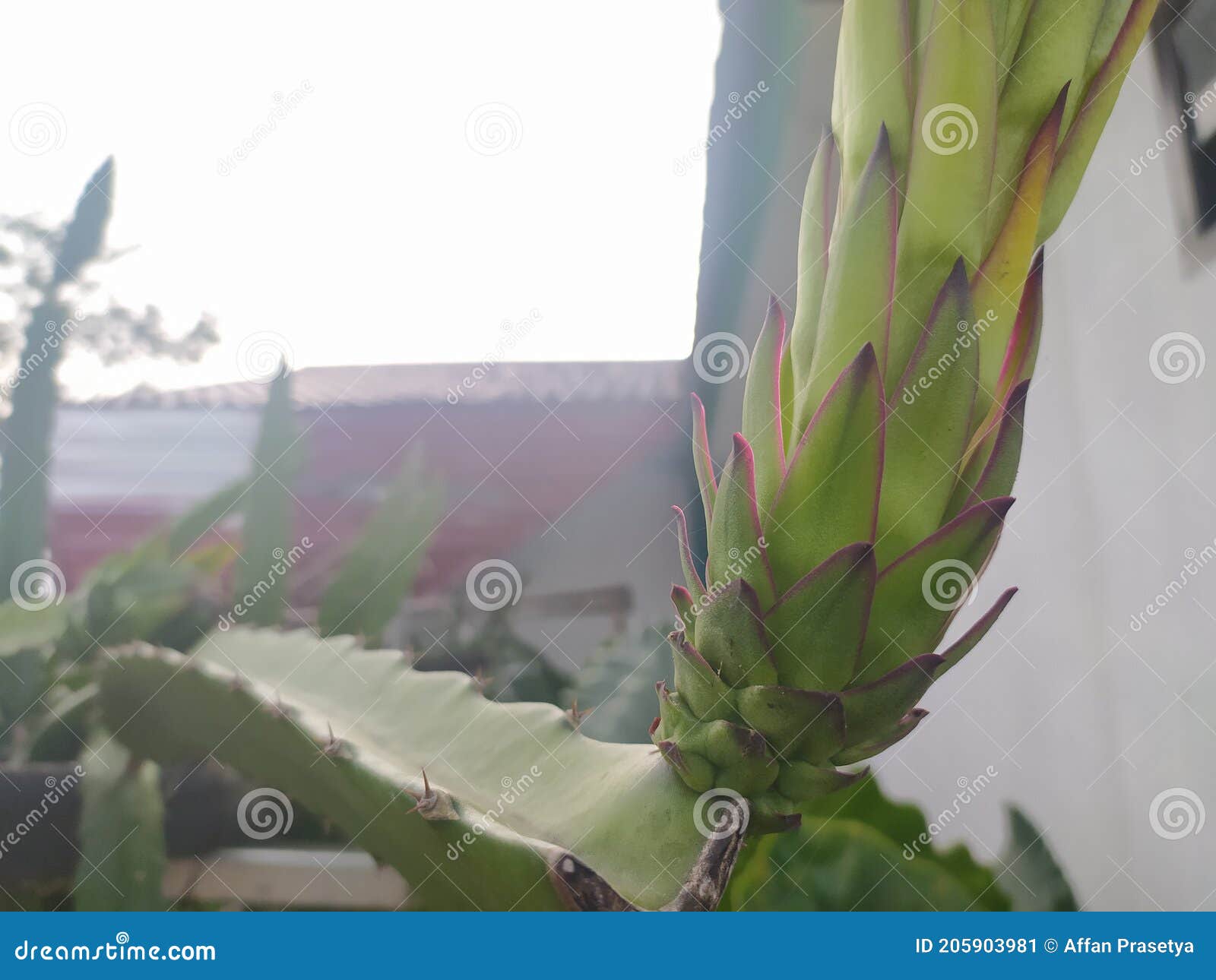 Dragon Fruit Flowers that Will Bear Fruit Stock Image Image of