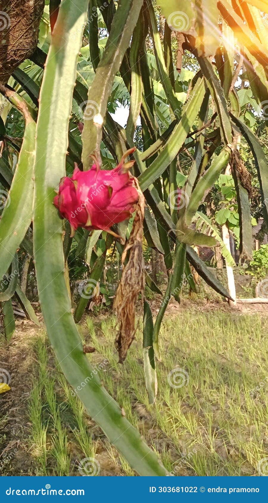 Dragon Fruit is a Fruit Full of Vitamins and Antioxidants Stock Photo Image of dragon, sweet