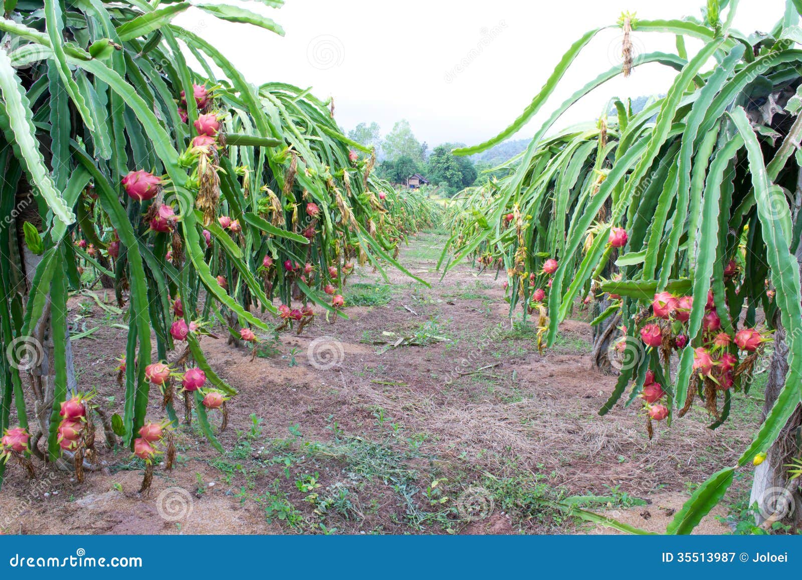 Dragon fruit garden stock image. Image of green, leaf 35513987