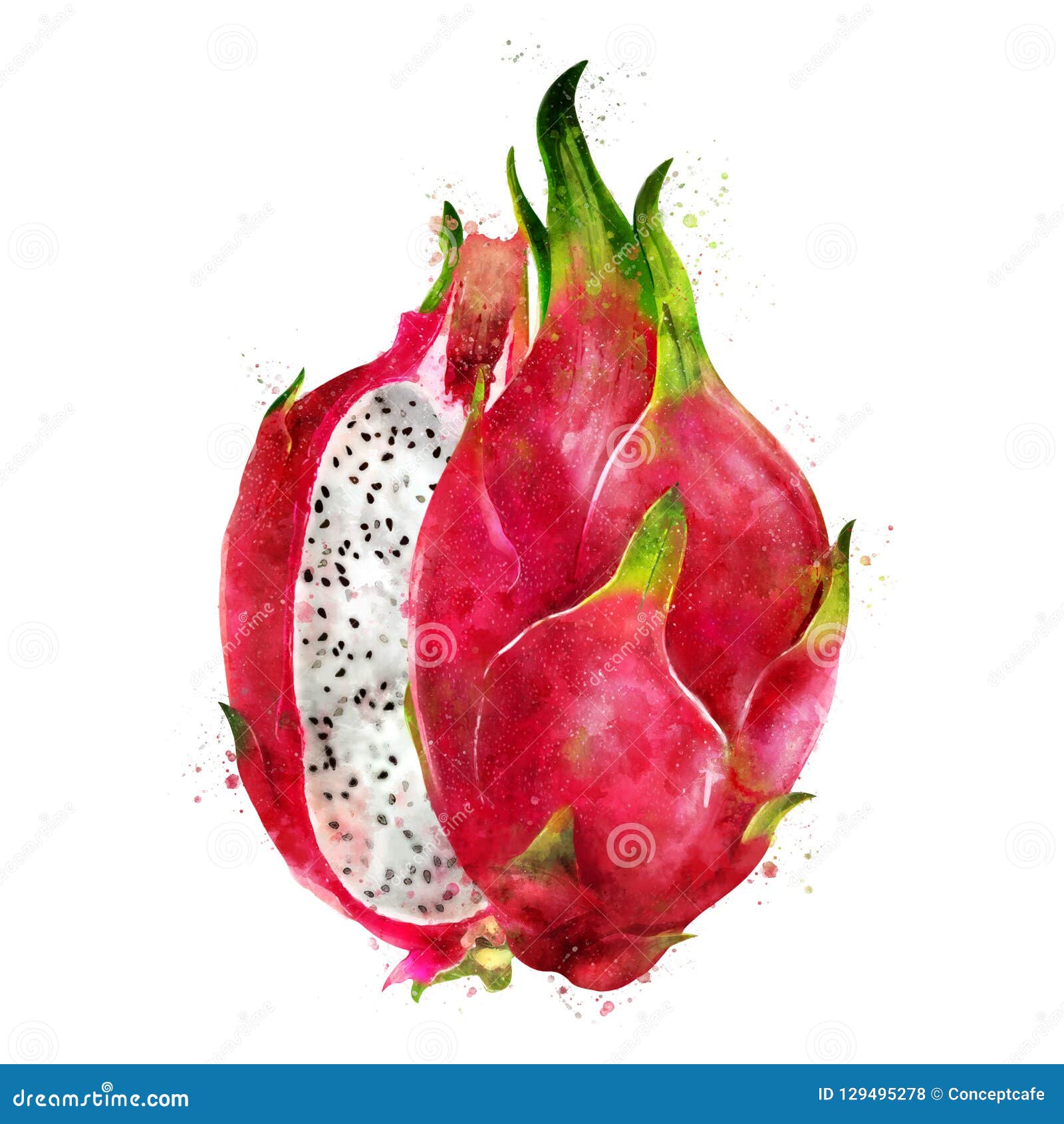 Dragon Fruit on White Background. Watercolor Illustration Stock ...