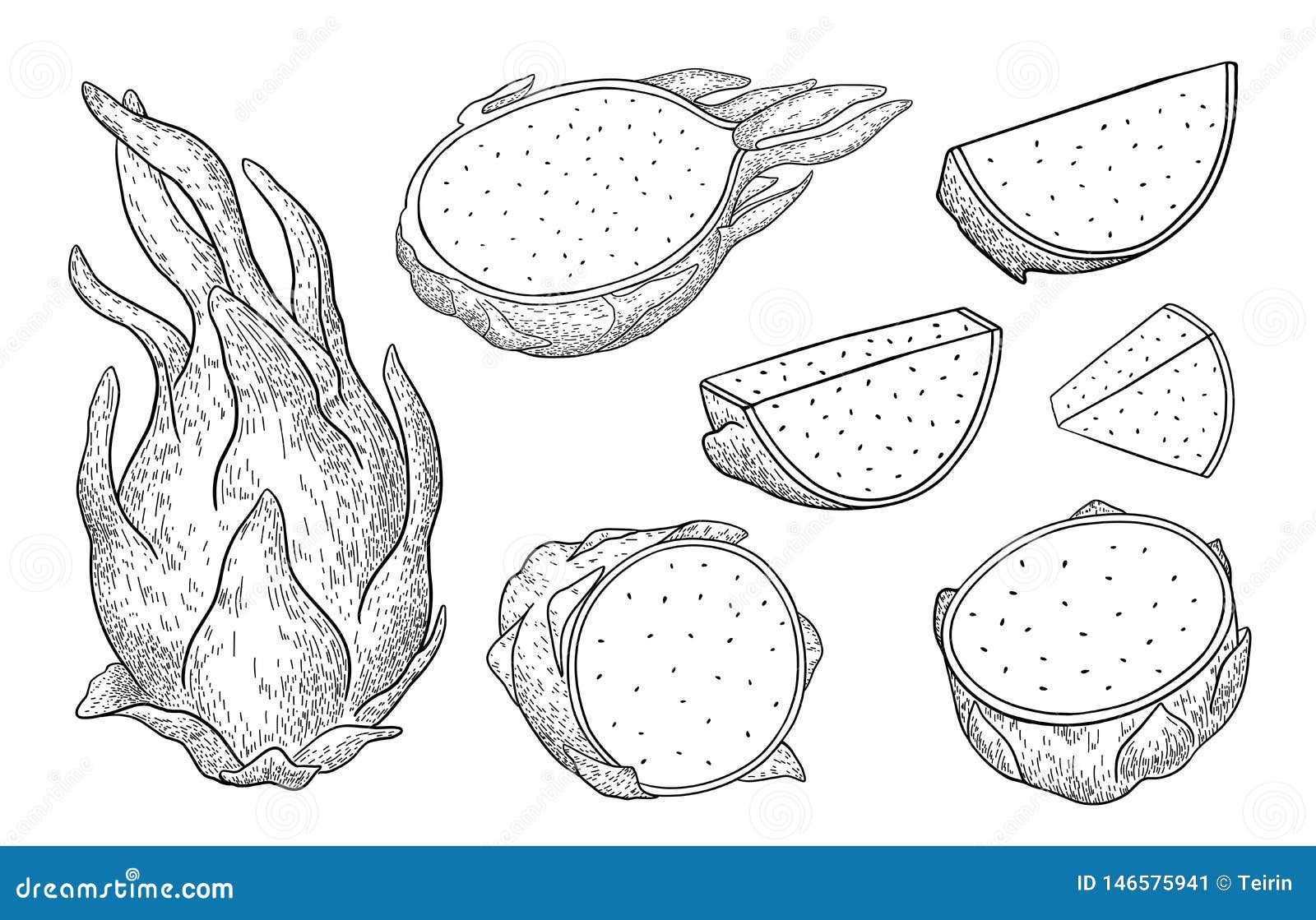 Dragon Fruit Pitaya E r ilustração do vetor. Ilustração de preto