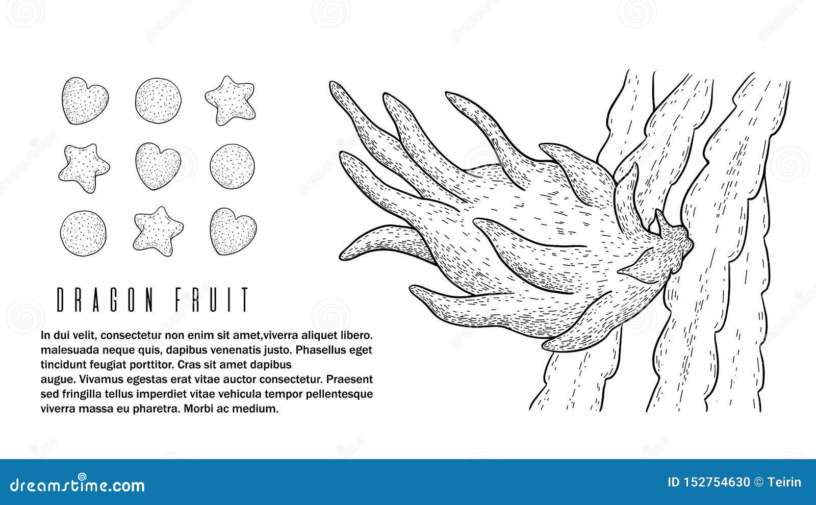 Dragon Fruit Pitaya E r ilustração do vetor. Ilustração de vegetal