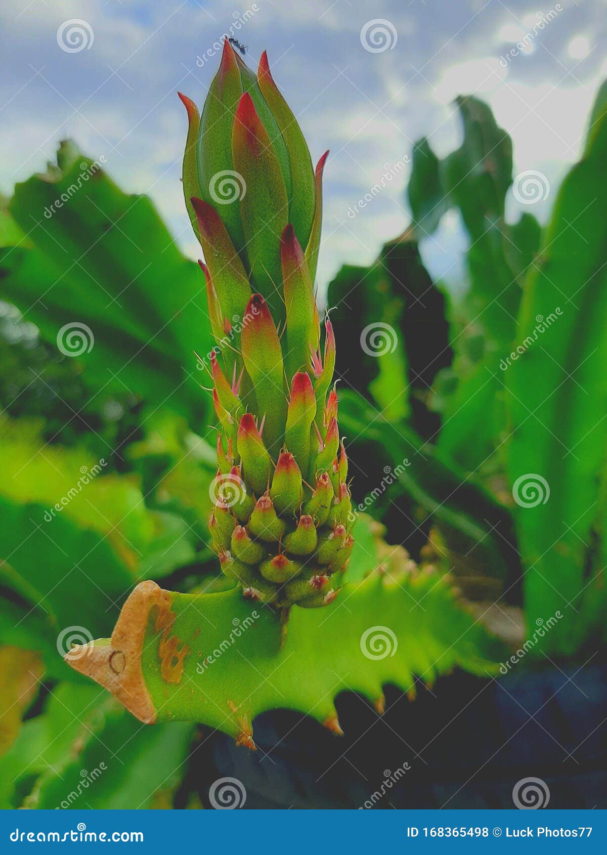 dragon fruit pitaya fruta exÃÂ³tica